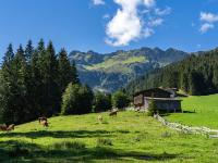 Österreich - Farmkehralm - Kühe auf Almwiese im Tal mit Bergkulisse